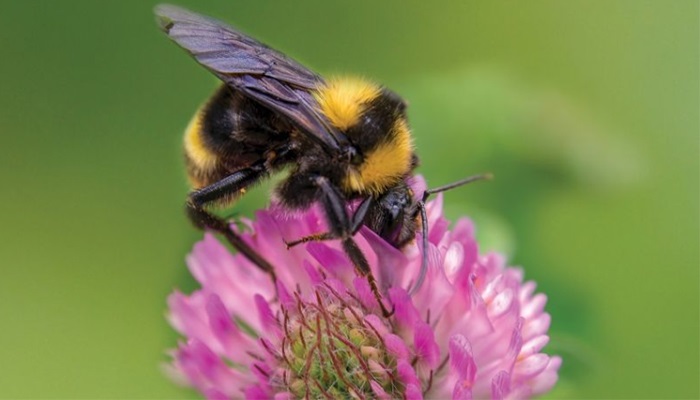 How can we help bees?
