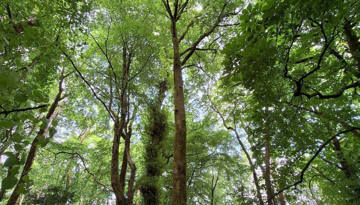 Silvicultural characteristics of oak and beech