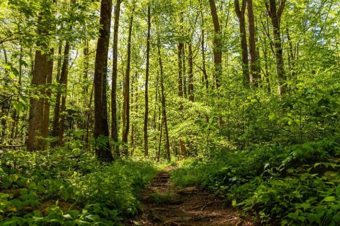 Adapting our forests for climate change - why genetic diversity matters