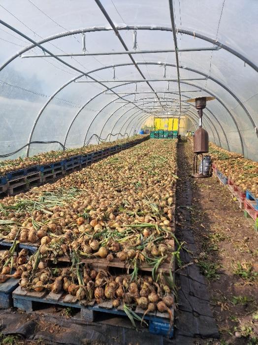 Beechlawn Organic Farm onions in polytunnel
