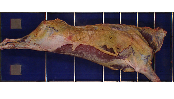 Reviewing slaughter performance in Co. Kilkenny