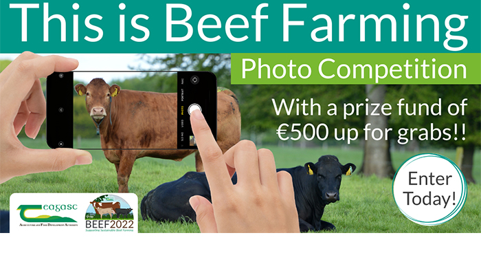 This is Beef Farming - Photo Competition