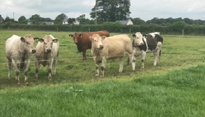 6 key steps to deal with wet conditions on beef farms