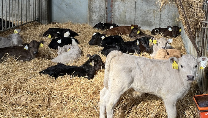 Enticing more customers through better beef genetics