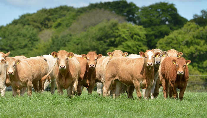 Beef-Quest: on a mission to reduce finishing age
