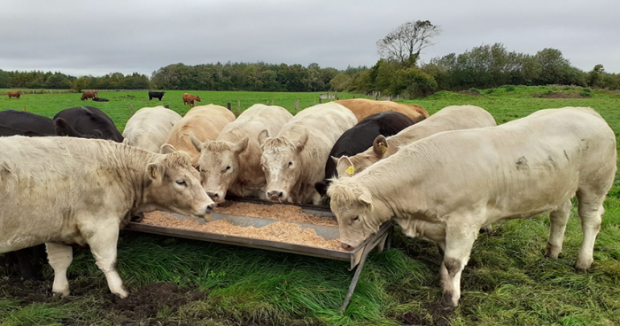 Autumn finishing - to feed at grass or not?