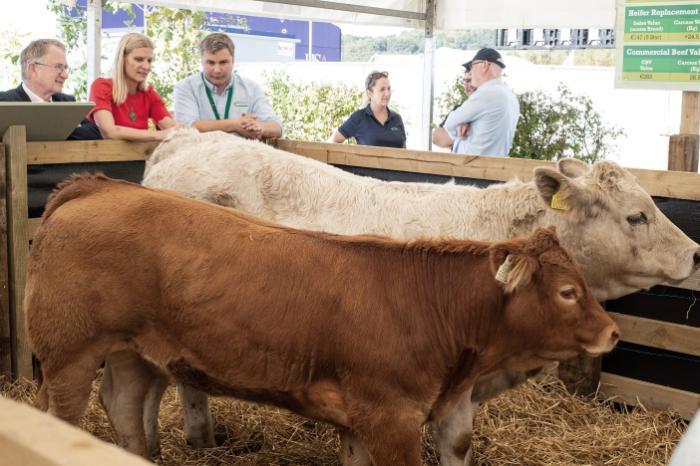 Beef display at the National Ploughing Championships. Display purposes only