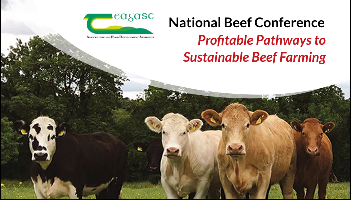 Reducing the age at first calving for suckler heifers – a key profit driver for beef farms
