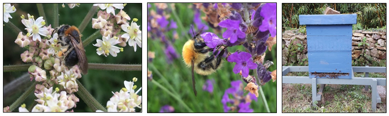hedgerow week