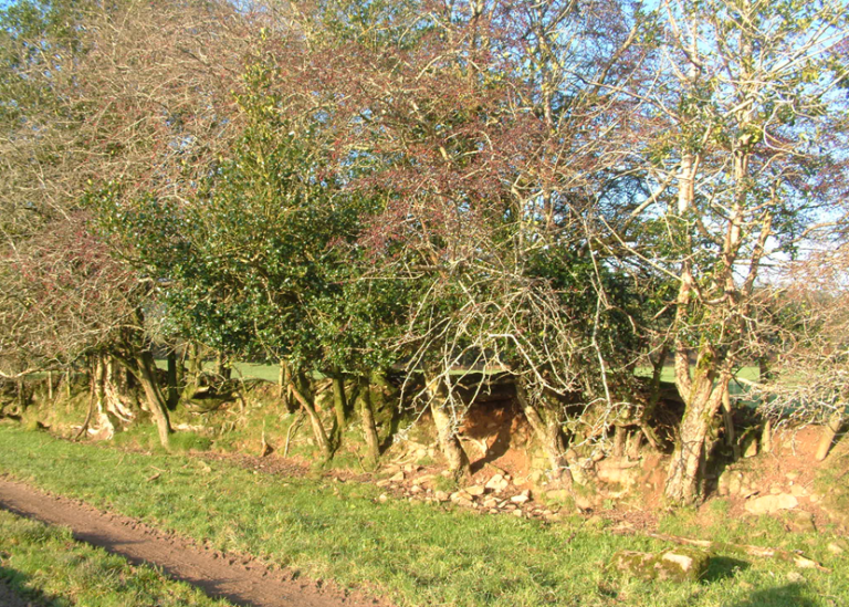 Hedge week 