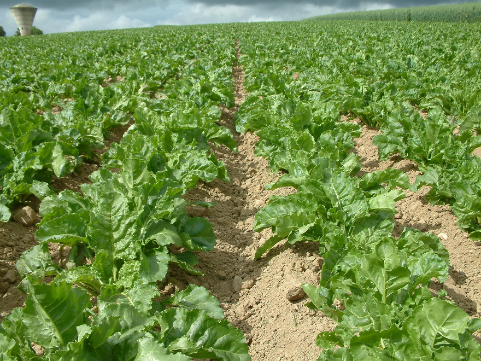 Beet-intro-pic