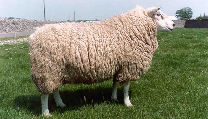 How to check the ram is fit for breeding