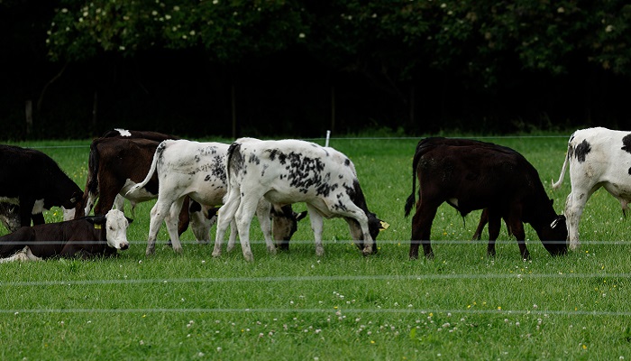 Commercial Beef Value benefits showcased to dairy-beef producers