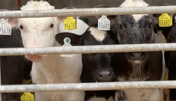Pain relief during the calving season