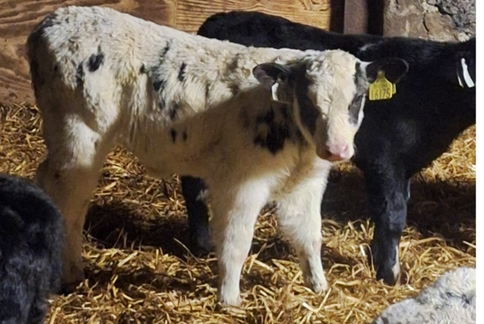 Belgian Blue calf on the Mullen Farm