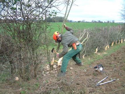 Example of Best Practice hedge laying with Neil Foulkes