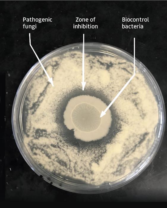 Biocontrol petri dish