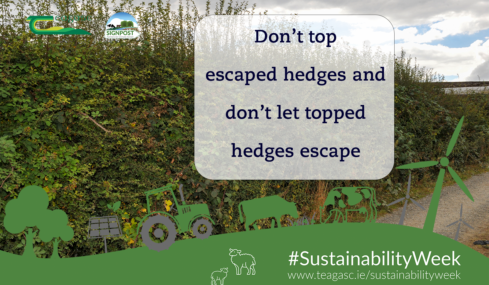 Biodiversity Dont top escaped hedges