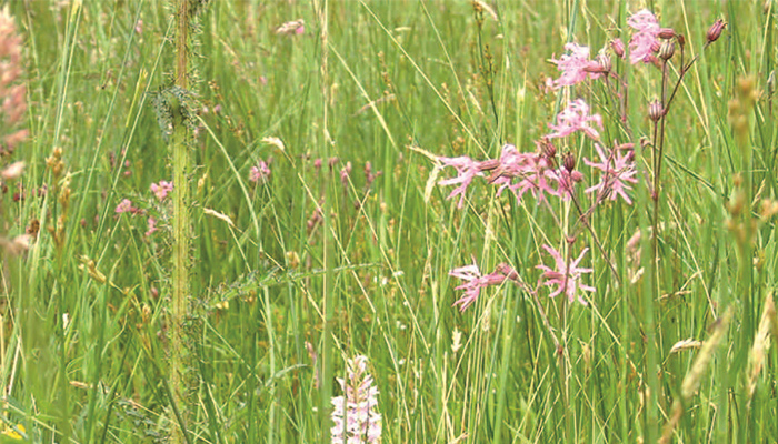 Environment Newsletter - June 2021