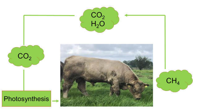 Biogenic methane cycle, explained in text