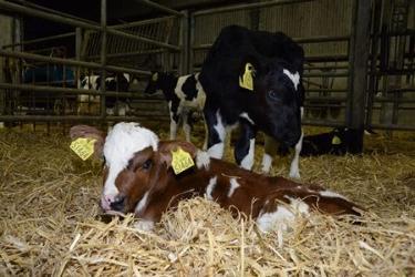 Healthy calves Dairy Beef
