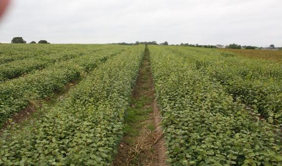 None So Hardy nurseries