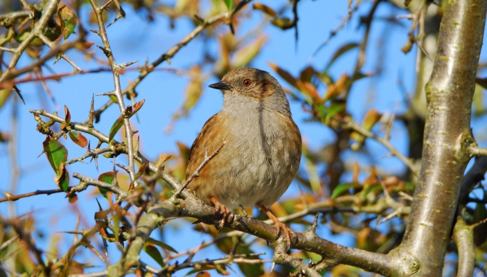 Hedge Management on Derogation Farms