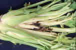 Black_heart_celery_tr_small1