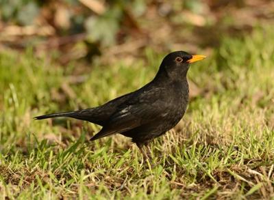 Blackbird 02 (Brian Burke) 