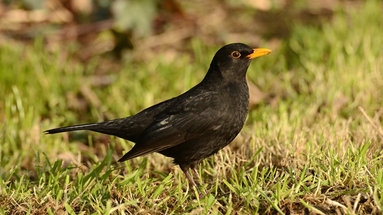 Blackbird 02 (Brian Burke) 