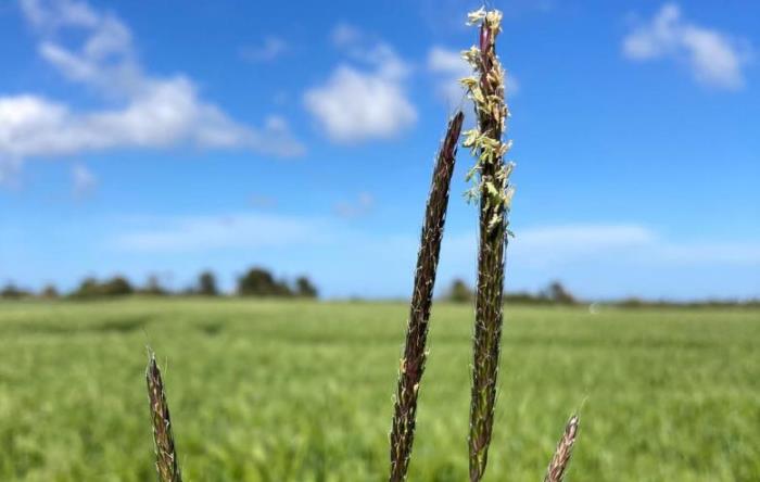 Noxious weed classification for Blackgrass