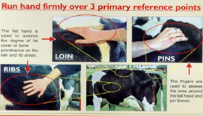 Body condition score cows