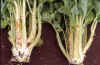 Boron_deficiency_Cats_claw_tr_small1