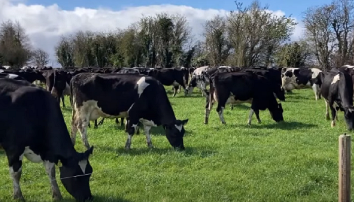 Managing the dairy herd for a successful breeding season