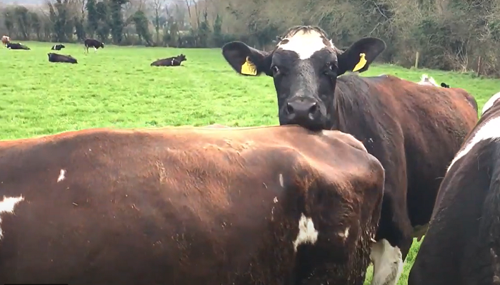 Selecting beef sires on more than calving ease and short gestation