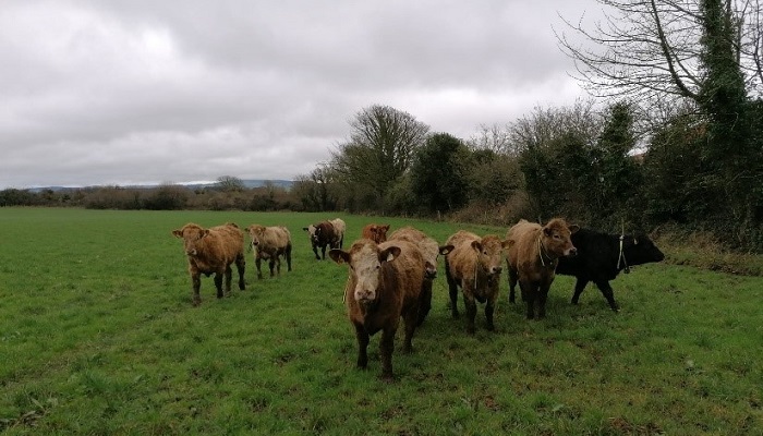 Breeding heifers are grazing silage fields on Eamon and Donnchadh McCarthys farm 2024