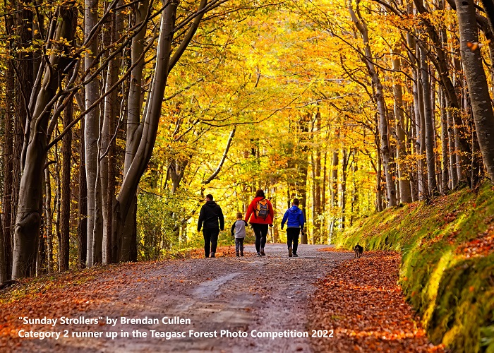 People walking in a forest