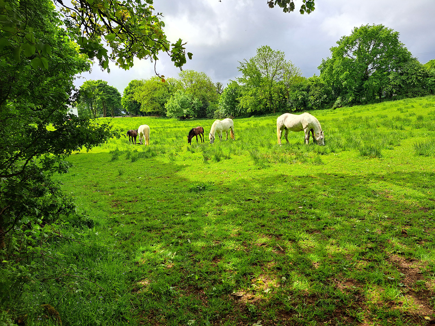equine photo competition