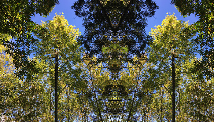 Exploring markets for small-diameter broadleaf trees