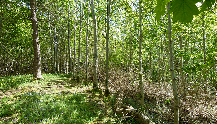 Forestry – farm planning and integrating trees on the farm