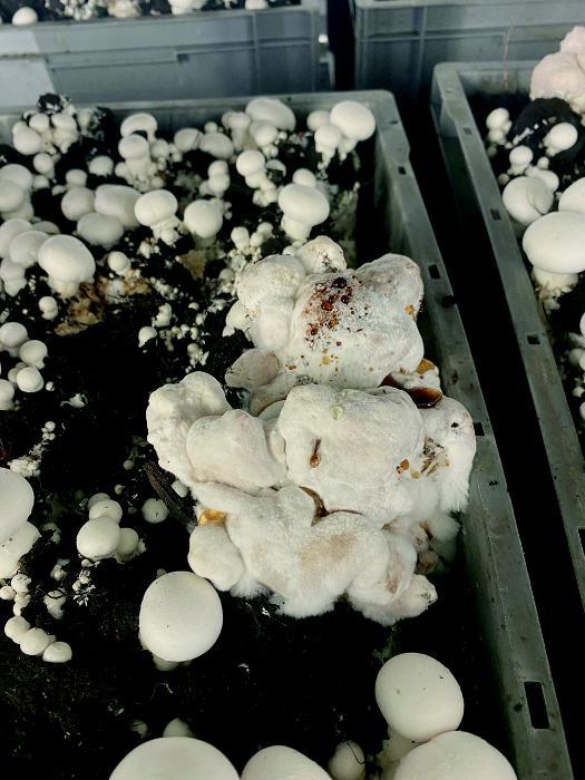 Dry bubble disease on a mushroom crop