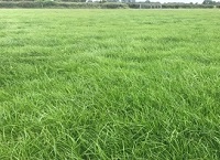 Control Grass Quality and Boost Profits