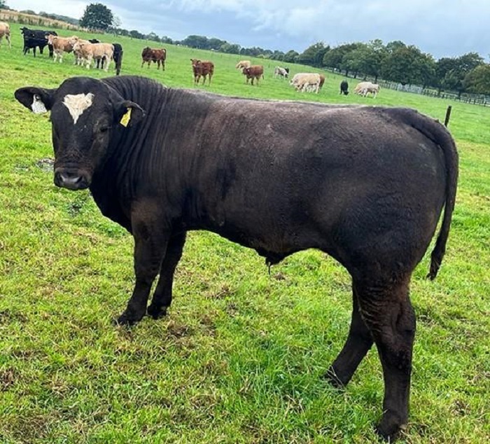 A bull calf sired by SI4147 at Kildalton
