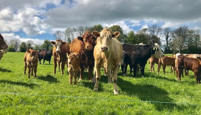 Maximising SCEP payments focus of upcoming farm walks