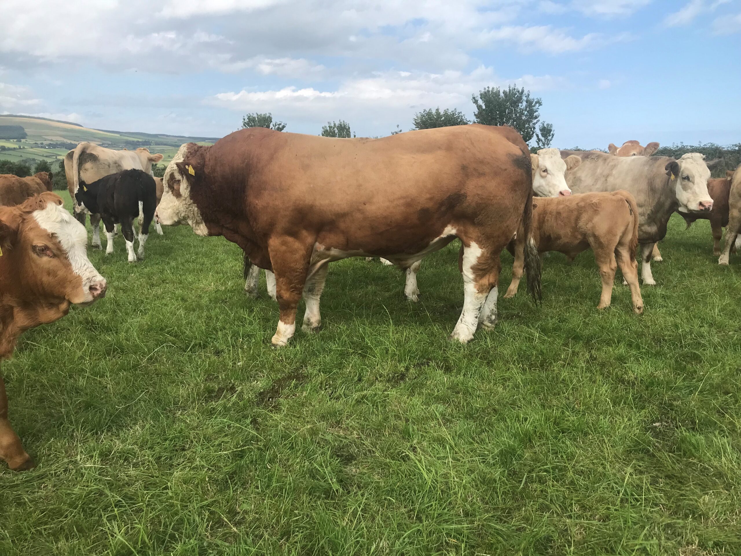 John Pringle Bull with Cows