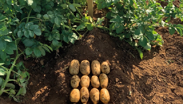 potato variety buster with tubers and leaves