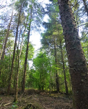 Conifers and broadleaves managed as mixtures under CCF