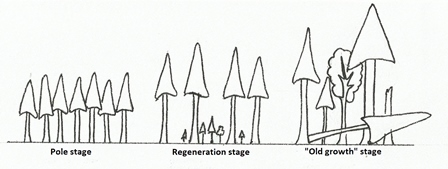 Natural forest succession phases