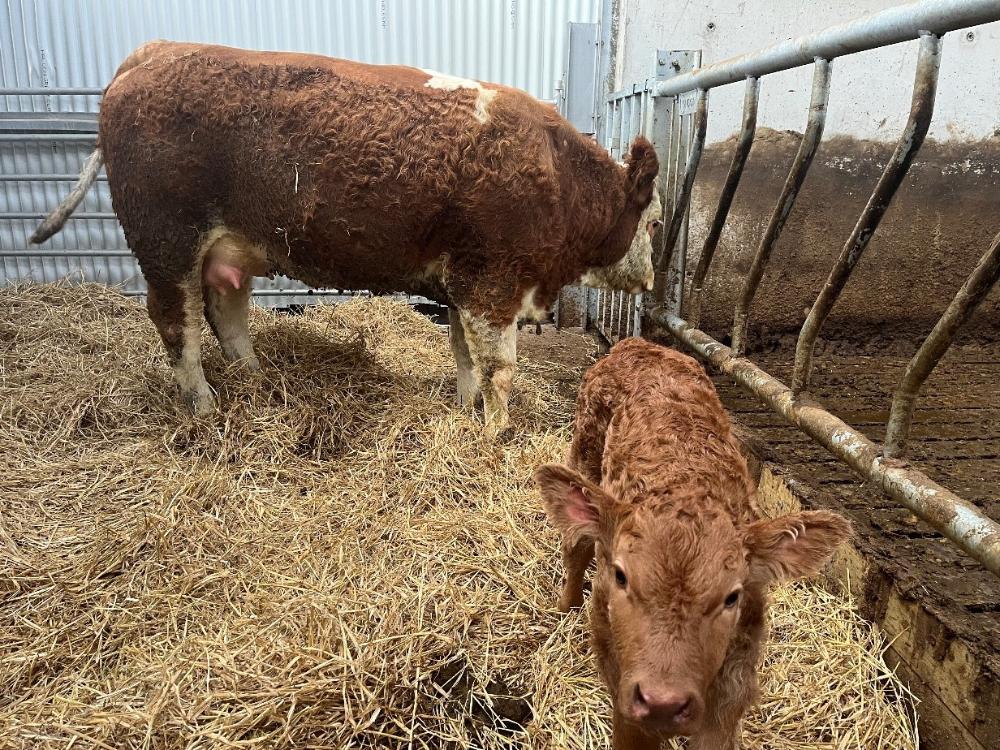 Newborn calf with cow