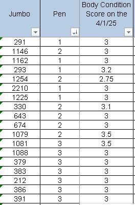 BCS results of cows